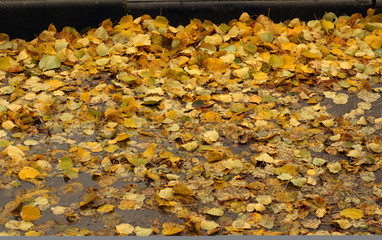 Wet orange leaves on the road.