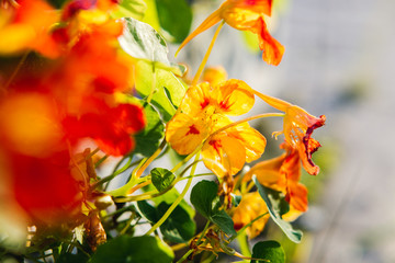 Fototapeta premium orange nasturtium flowers