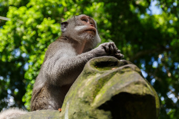Ultimate wisdom (monkey at Bali)
