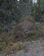 Anthill in forest