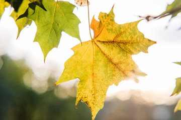 leaves against the sky