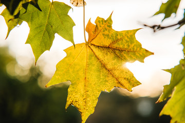 leaves against the sky