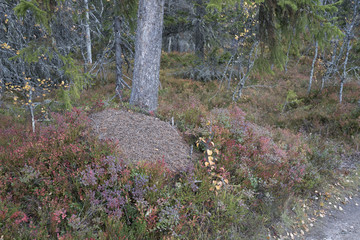 Anthill