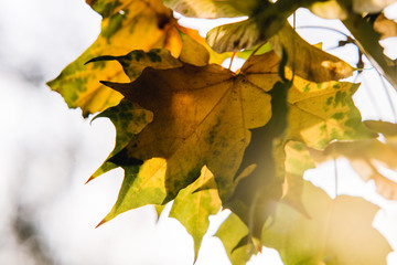 leaves against the sky