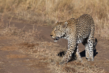 leopard walking