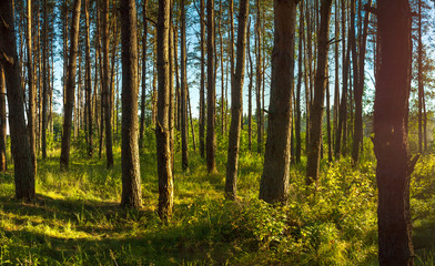Fototapeta premium rural landscape with forest and sun
