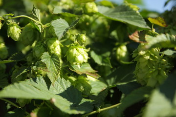 Hops on bush. Green cones of hops. Product for making malt. Brewing process