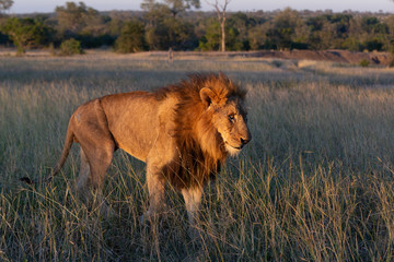 Old male lion on the move