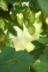 Hops on bush. Green cones of hops. Product for making malt. Brewing process