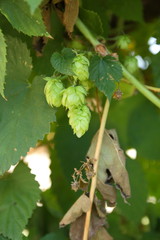 Hops on bush. Green cones of hops. Product for making malt. Brewing process