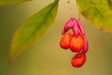 funny bright euonymus flower with seeds in the autumn forest