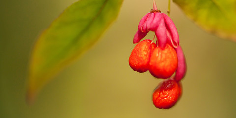 Obraz premium funny bright euonymus flower with seeds in the autumn forest