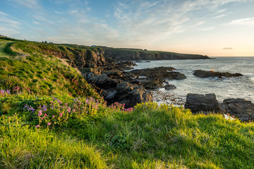 Cliff Top Flowers
