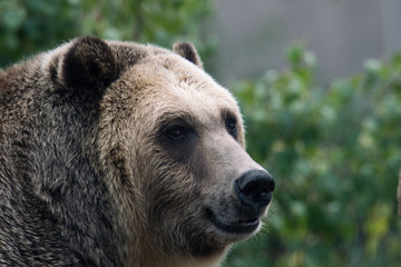 Obraz premium Smiling Grizzly