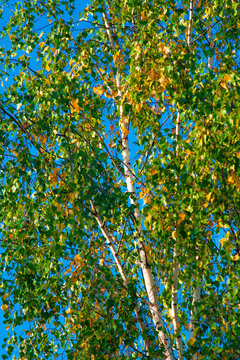 Beautiful Russian birches in green and yellow foliage against the pure blue sky &ndash; the beginning of autumn in nature in Central Russia