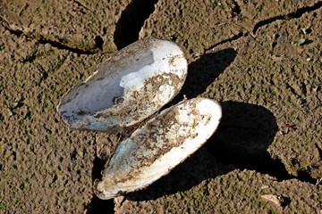Leere Schale der Gemeinen Teichmuschel (Anodonta anatina) im ausgetrockneten Edersee