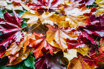 red yellow autumn leaves on the ground