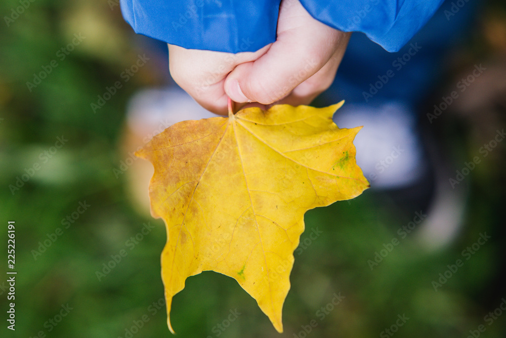 Wall mural autumn leaf in children's hands