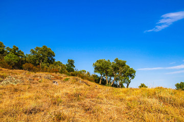Obraz premium View on the old trees in the countryside of South France on a sunny day.