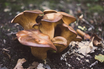 Wild mushroom growing in the forest with moss and dry leaves on the ground