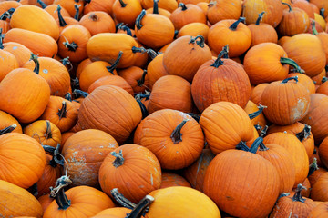 Pile of orange different size pumpkins at a pumpkin pile on a local halloween fair ground