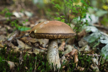 Wild mushroom growing in the forest with moss and dry leaves on the ground