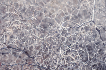 abstract organic pattern, nature closep, network concept