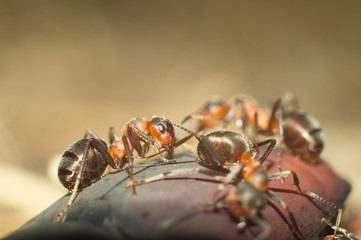 Big hardworking ants, astride a huge beetle is a close-up. Life in anthill and hunt of insects. Macro