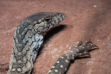 Monitor lizards, large lizards in the genus Varanus, native to Africa, Asia and Oceania
