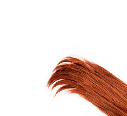 Studio set of lush burgundy red hair tips strands isolated on white background with copy space. Hair products background design element concept.