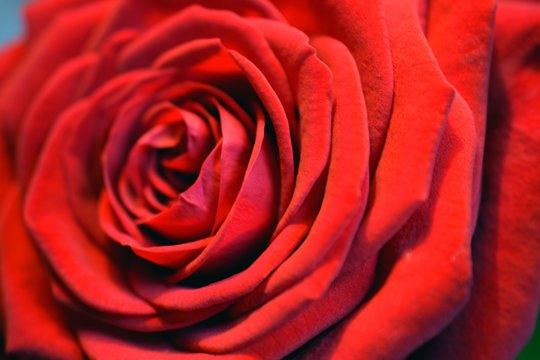 Red rose close up. Beautiful scarlet petals. Horizontal macro image.