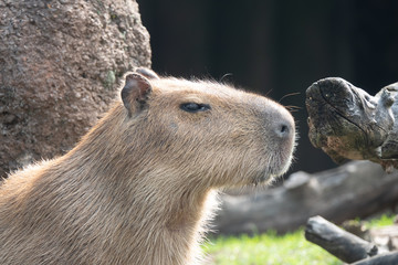 Fototapeta premium Close up of a capybara