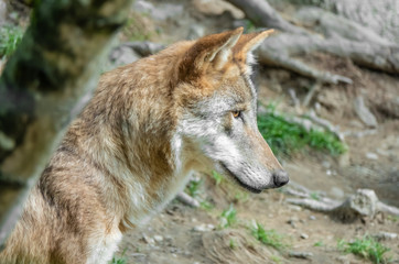 Closeup of an Eurasian wolf, also know as common wolf, Russian forest wolf. A subspecies of the European grey wolf