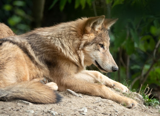 Closeup of an Eurasian wolf, also know as common wolf, Russian forest wolf. A subspecies of the European grey wolf