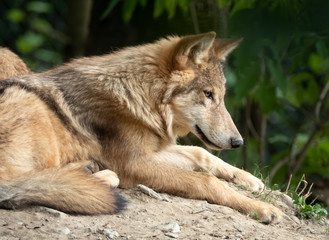 Closeup of an Eurasian wolf, also know as common wolf, Russian forest wolf. A subspecies of the...