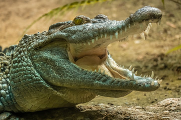 Closeup of a nile crocodile with open mouth