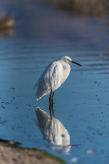 Hungry white Egret and his reflection standing among the reeds of shallow estuary during morning hunt.