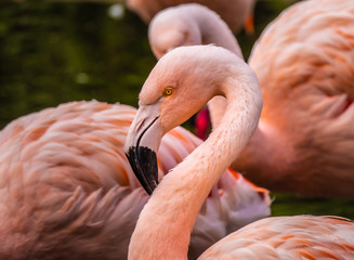 Closeup of a flamingo