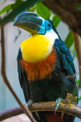 Toco toucan (Ramphastos toco), also known as the common toucan, giant toucan. The largest species in the toucan family, found in semi-open habitats in central and eastern South America