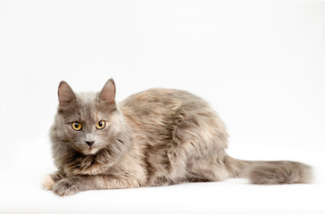 Gray cat on white background, copyspace