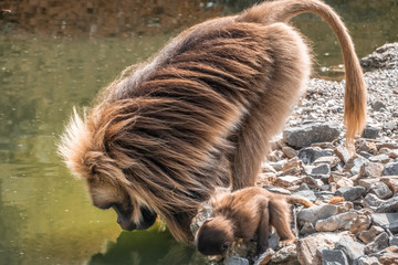 Gelada baboon (Theropithecus gelada) drinking water from a pond. Also  Found only in the Ethiopian...