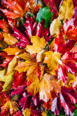 red yellow autumn leaves on the ground