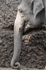 Elephant profile portrait