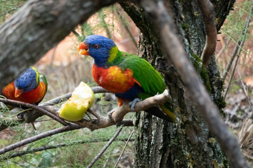 Sun Conure parrots, also know as sun parakeet (Aratinga solstitialis), native of South America