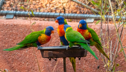 Sun Conure parrots, also know as sun parakeet (Aratinga solstitialis), native of South America