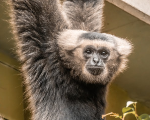 Closeup of an expressive gibbon