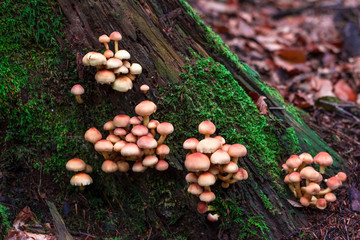 Fototapeta premium Close up view of many orange mushrooms growing from a bottom of tree.