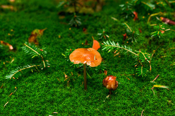 Top view of one big orange mushroom standing above green grass. Nice green pattern.