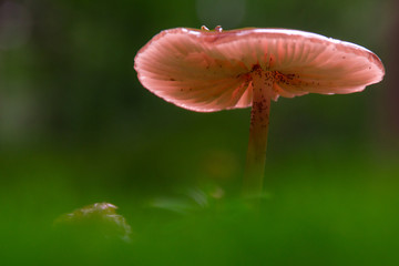 Close up view of top of one orange mushroom standing above green blurred grass.