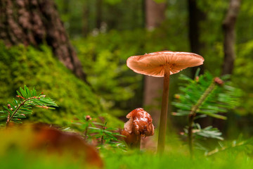 Close up view of one orange mushroom standing above green blurred grass.